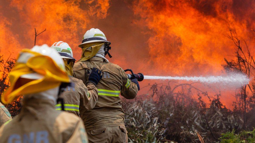 Catat! 10 Kebakaran Hutan di Dunia Dan Dampak Bagi Masyarakat