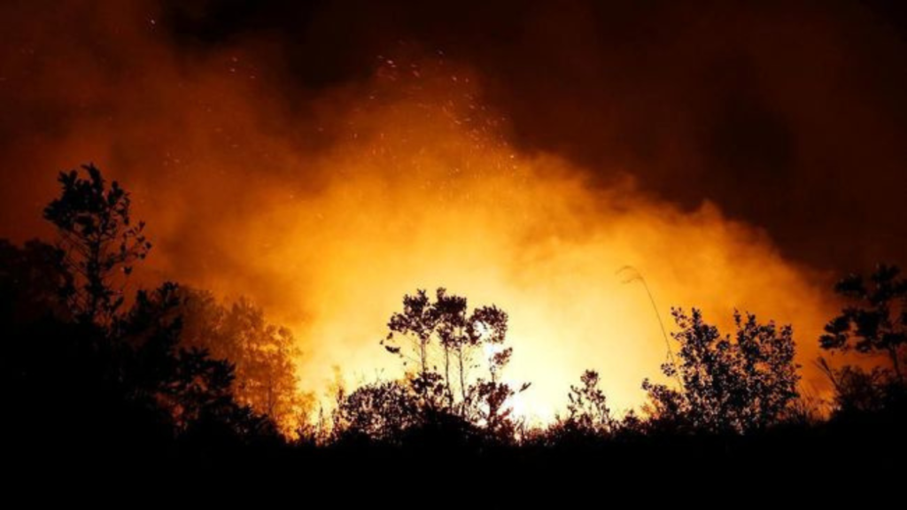 5 Kebakaran Hutan Paling Parah Sepanjang Sejarah